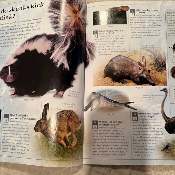 Amazing Animals Q&A- everything you never knew about the animal kingdom - Picture 8 of 10